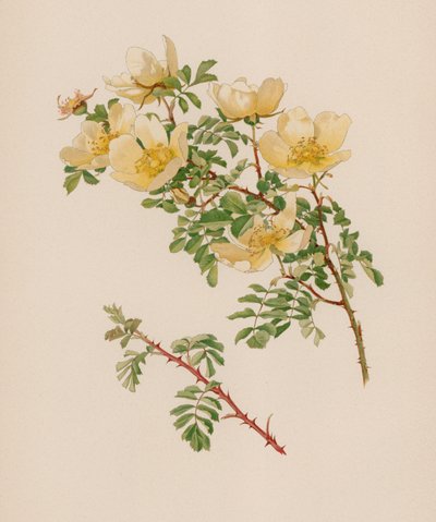 Rose anglaise - English School